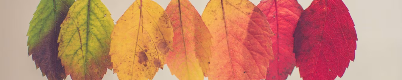Bladeren aan touw in kleuren van groen naar rood als symbool van herfstkleuren overgang prijzen geen gekkenwerk gewoon één prijs