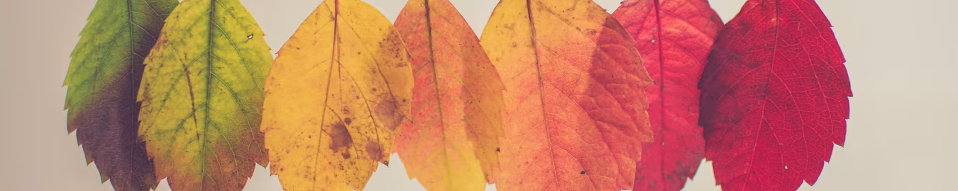 Bladeren aan touw in kleuren van groen naar rood als symbool van herfstkleuren overgang prijzen geen gekkenwerk gewoon één prijs