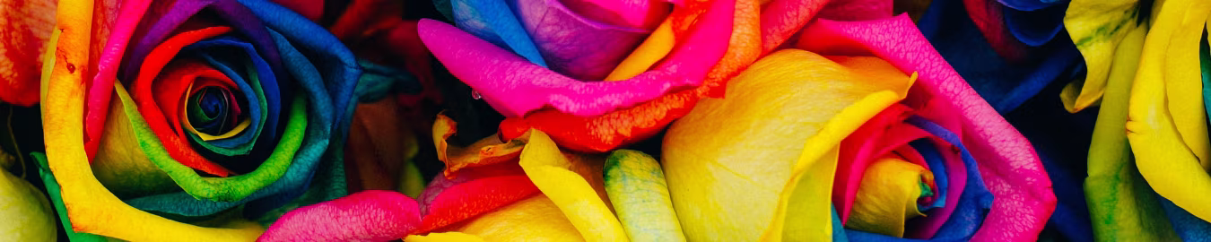 Close-up van rozen met regenboogkleurige bloemblaadjes begeleidend blog een kennis cadeautje